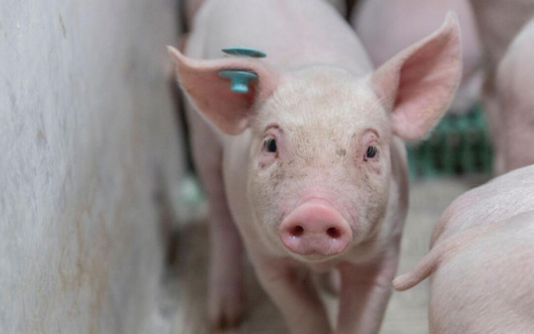 ¿Cómo afecta la normativa de bienestar animal porcino a las instalaciones?