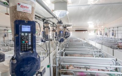 La tecnología como aliada para el sector porcino
