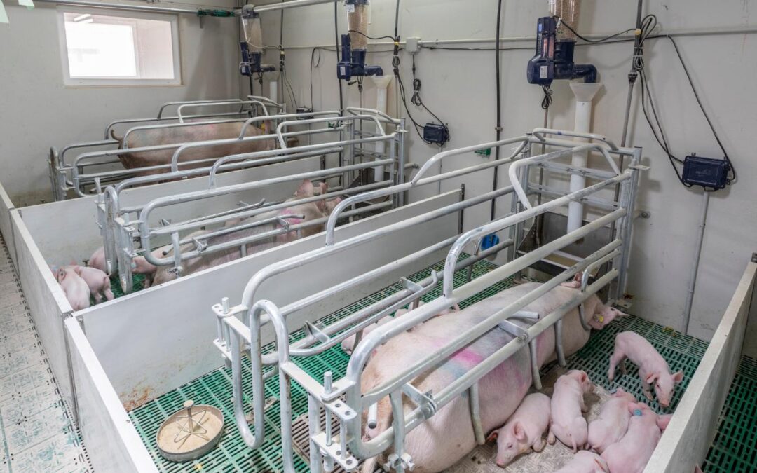 05_Portada - Eficiencia energética en las granjas de cerdos