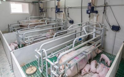 Eficiencia energética en las granjas de cerdos