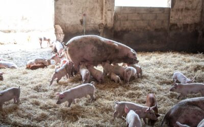 Efecto de las altas temperaturas sobre la ingesta de pienso en cerdos