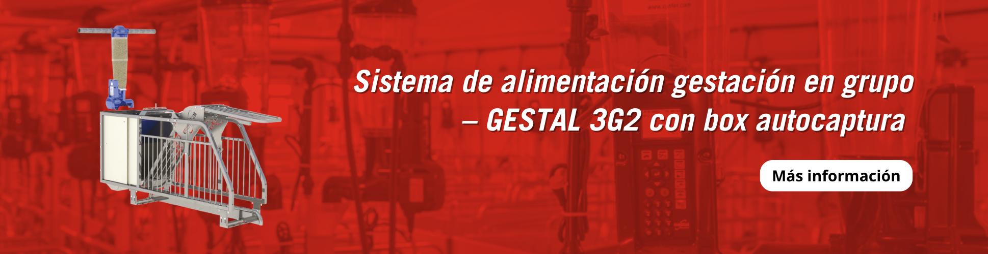 Sistema de alimentación gestación en grupo – GESTAL 3G2 con box autocaptura 