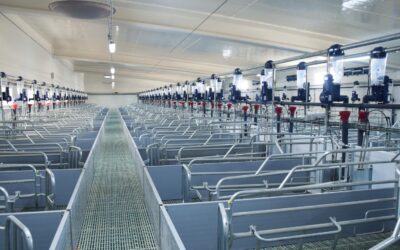 Protegido: Optimización del uso de pienso y agua en el sector porcino: clave para reducir emisiones y mejorar la sostenibilidad