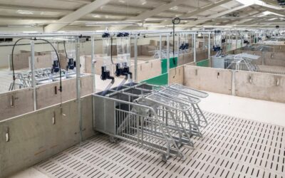 Gestación grupal con alimentación de precisión: bienestar, eficiencia y sostenibilidad para el sector porcino