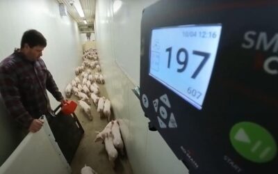 Inteligencia artificial en el sector porcino: transformando la producción con tecnología de vanguardia