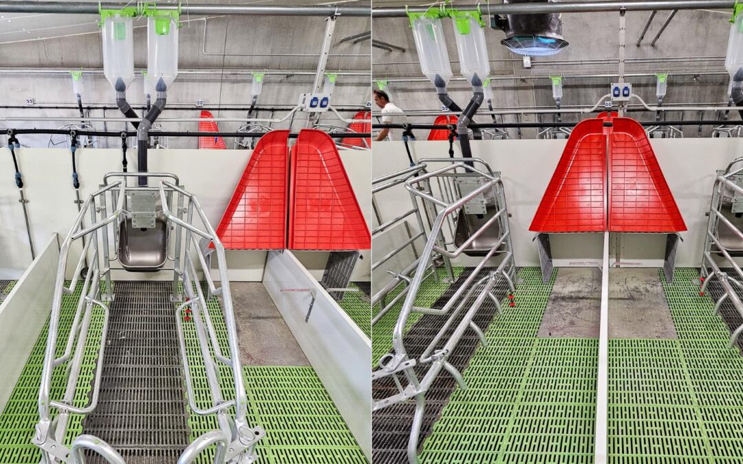 El frío y los lechones: por qué importa y cómo controlarlo eficazmente