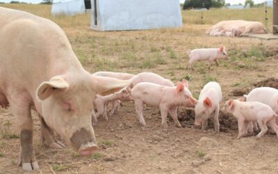 PPA en Europa: un desafío estructural para el sector porcino