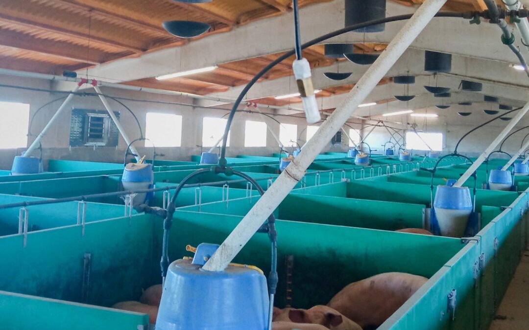 Sensorización en el sector porcino: control ambiental como herramienta clave de bienestar y eficiencia en granja