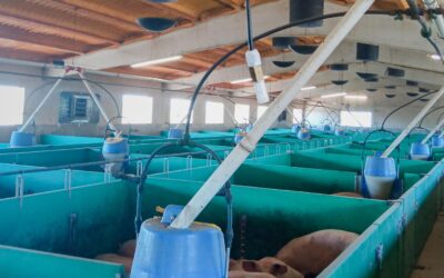 Sensorización en el sector porcino: control ambiental como herramienta clave de bienestar y eficiencia en granja