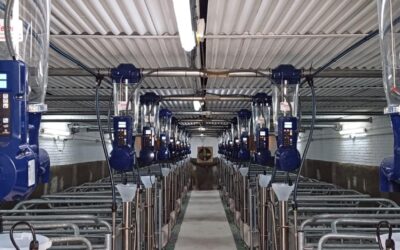La alimentación en el sector porcino: el coste fijo que sí se puede optimizar