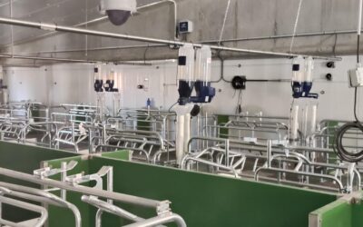 Control de partos en las granjas de cerdos: la importancia de la información en tiempo real