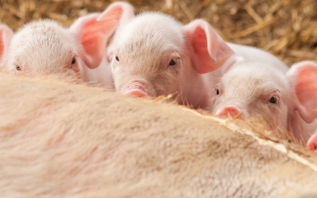 Portada - Aplastamientos en maternidad: cómo influye la alimentación en el comportamiento de la cerda
